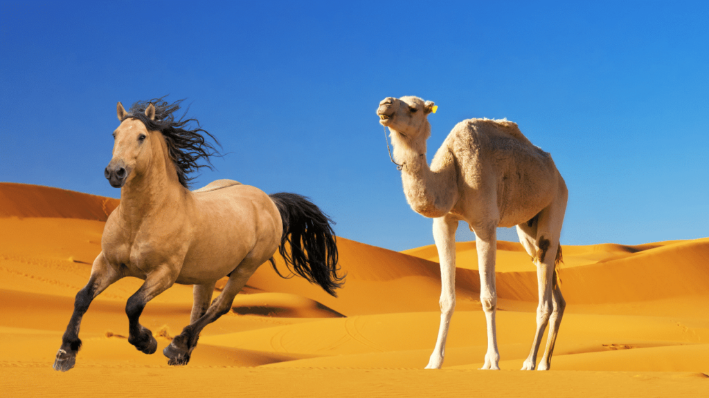 Camels can run for long periods