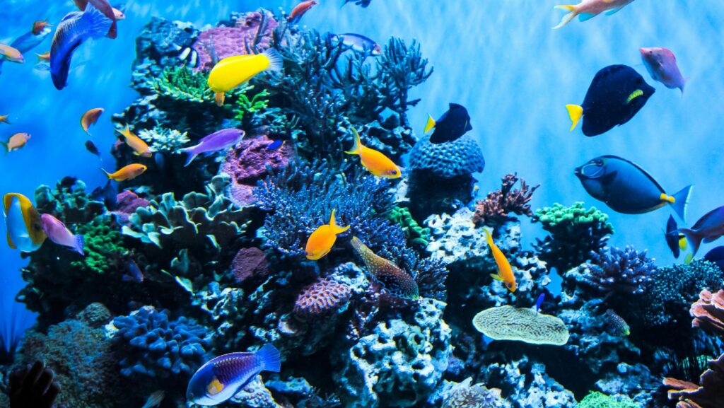 Purchase Tickets to the Adventure Aquarium at Participating Acmessurvey