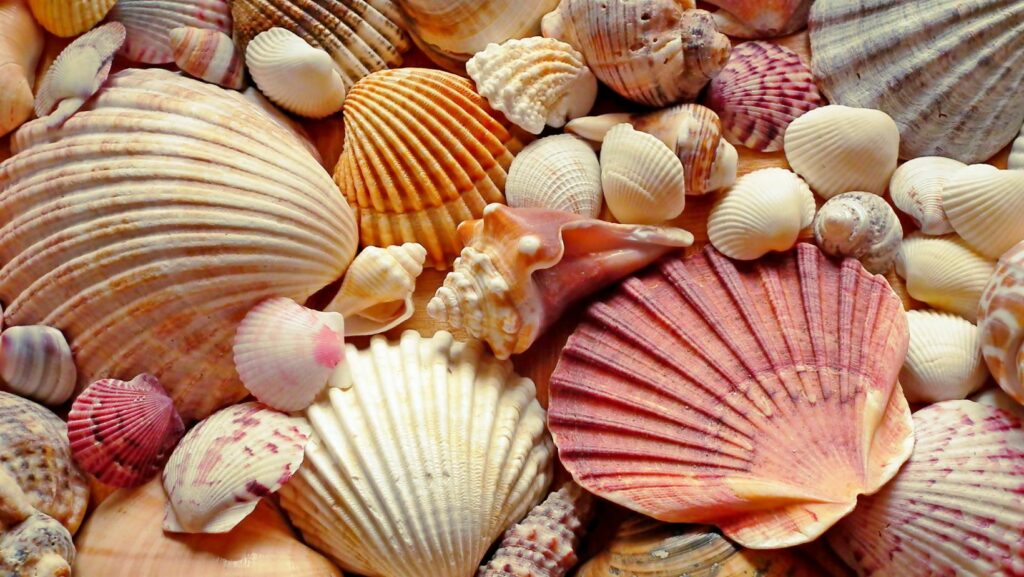 Discovering The Biotic Nature: Why is a Shell Considered to be Biotic?