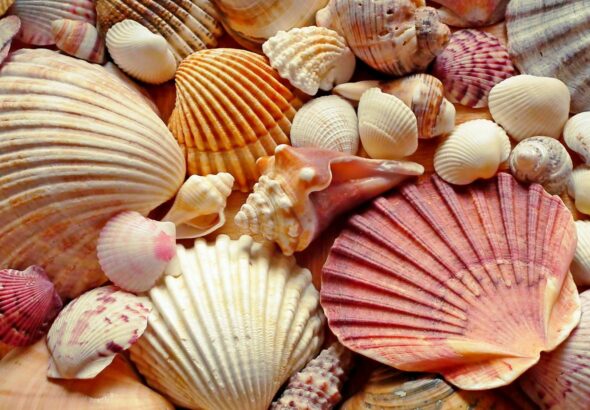why is a shell considered to be biotic?