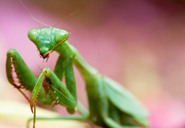 How to Breed Your Dragon Mantis X