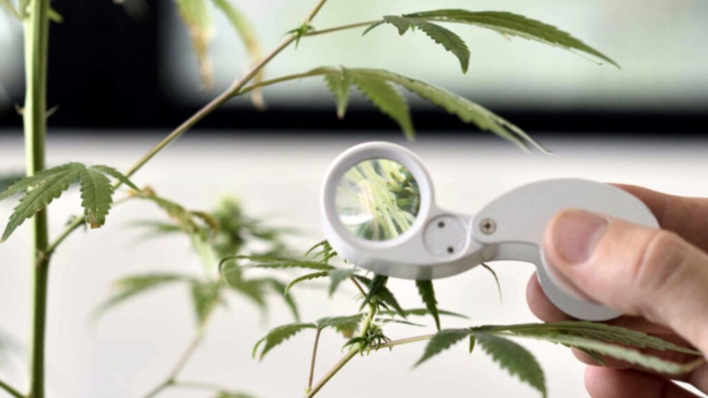 The Role of Technology in Advancing Cannabis Cultivation