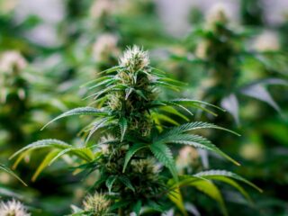 Why Terpenes Matter in Your Cannabis Experience