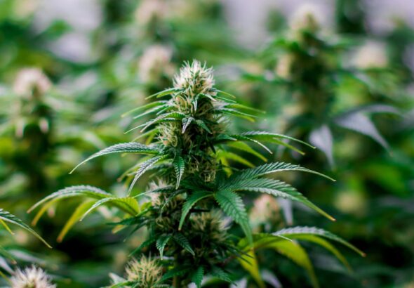Why Terpenes Matter in Your Cannabis Experience
