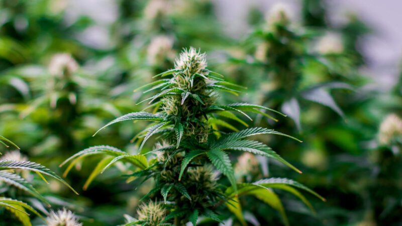 Why Terpenes Matter in Your Cannabis Experience