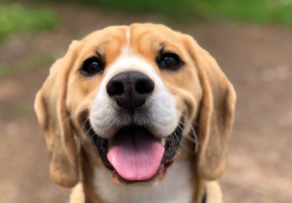 Tips for Keeping Your Dog Relaxed and Happy