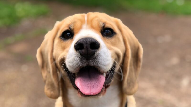 Tips for Keeping Your Dog Relaxed and Happy