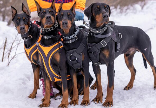 Why Durable, High‑Quality Dog Gear Matters?