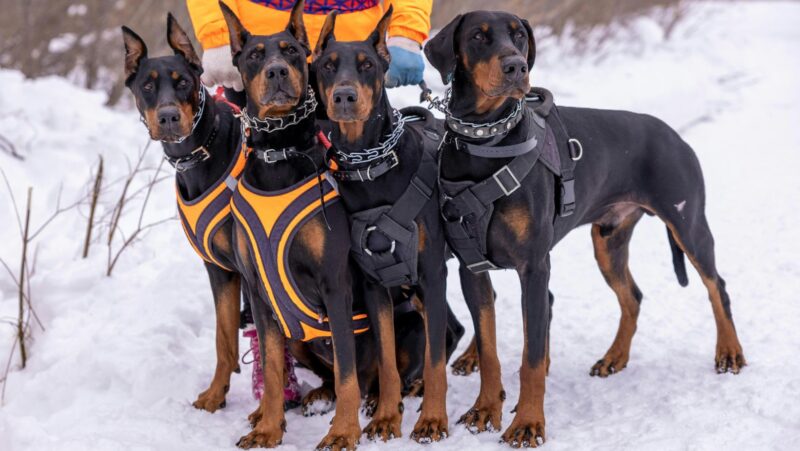 Why Durable, High‑Quality Dog Gear Matters?
